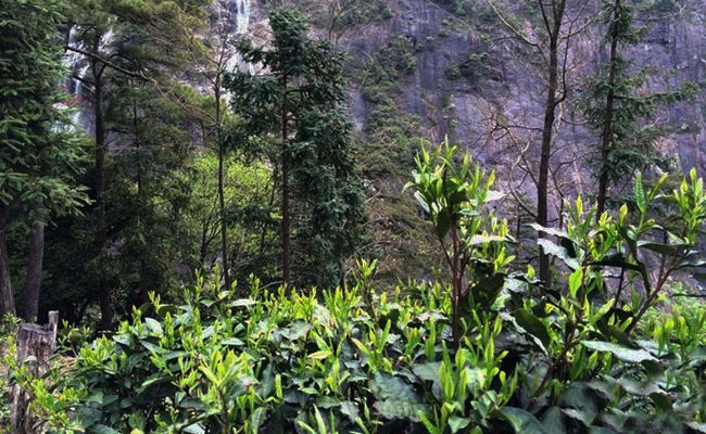 婺源鄣山村龙井茶园