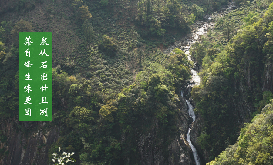 鄣山村有机茶园