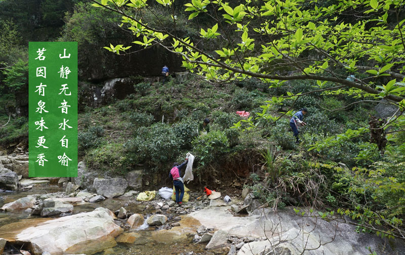 鄣山村有机茶园采茶中